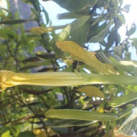 Brugmansia suaveolens (Humb. & Bonpl. ex Willd.) Sweet